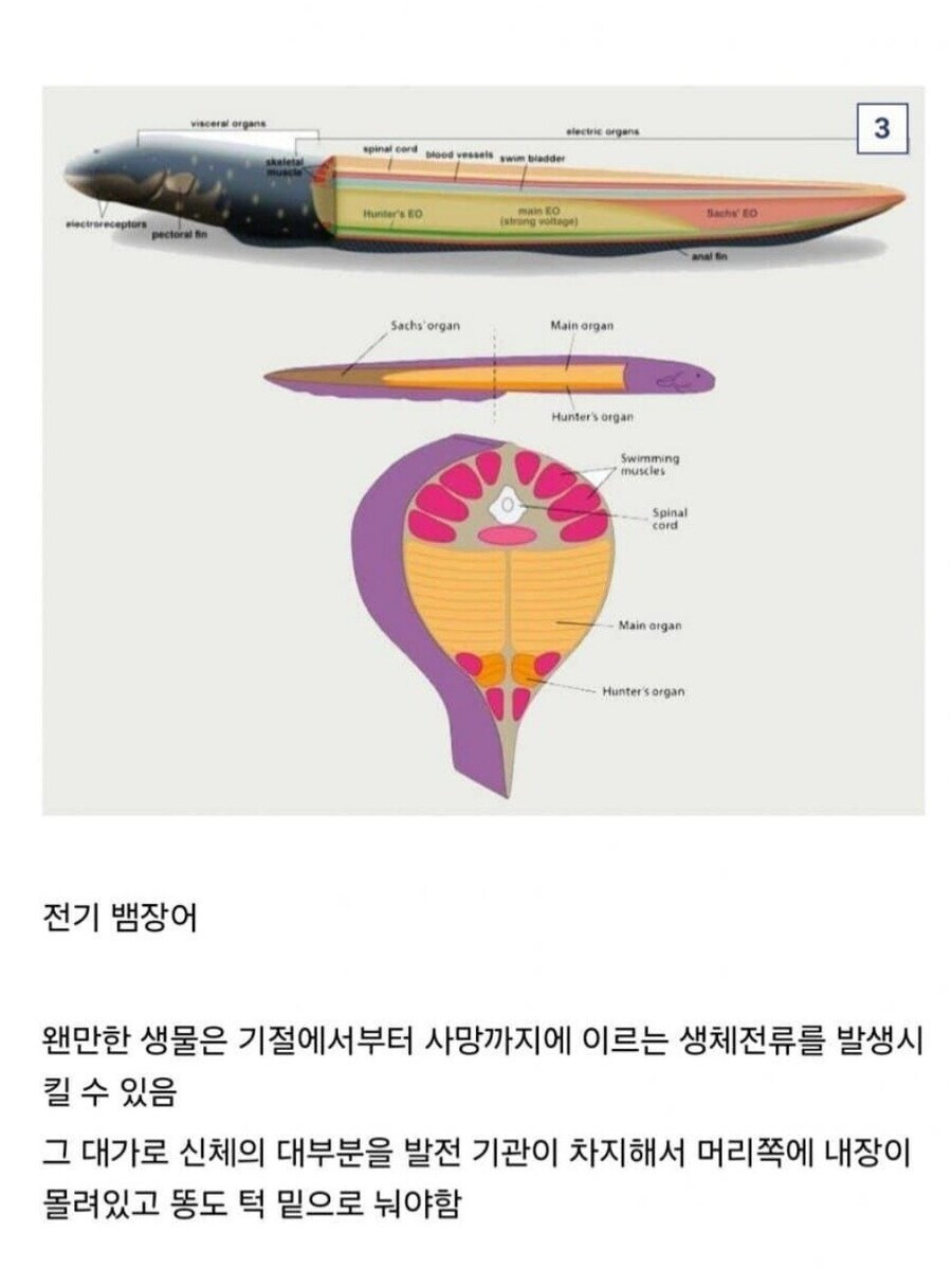 동물들의 엄청난 능력과 그에 따른 대가_3.jpg