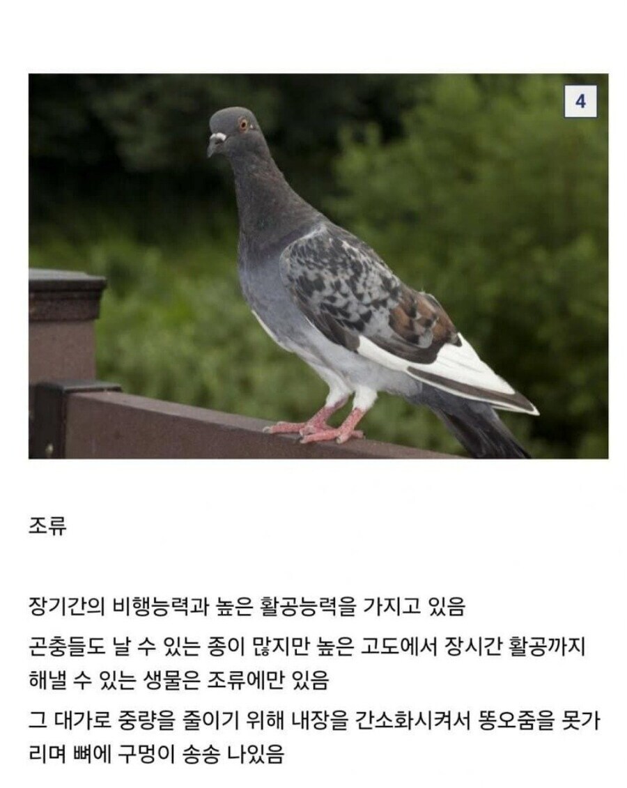동물들의 엄청난 능력과 그에 따른 대가_4.jpg