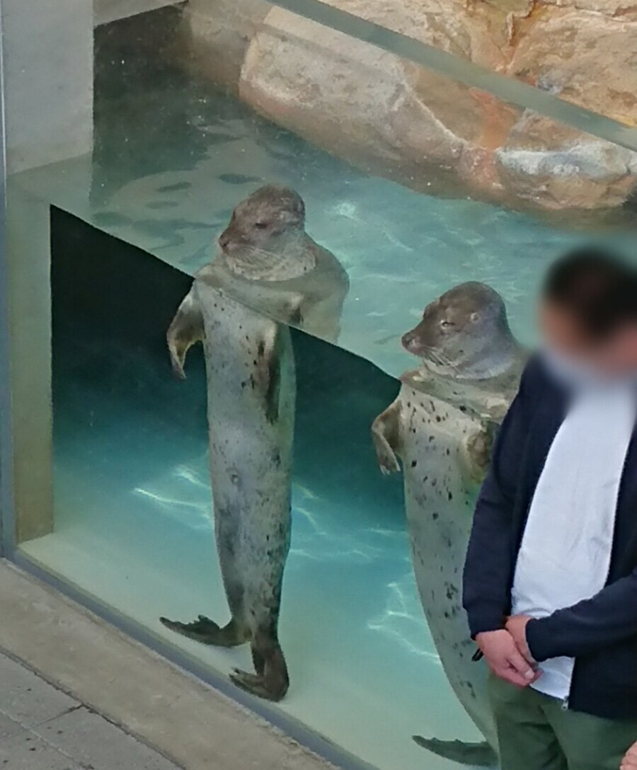 물개 공연 지켜보는 관객들.jpg_2.jpg