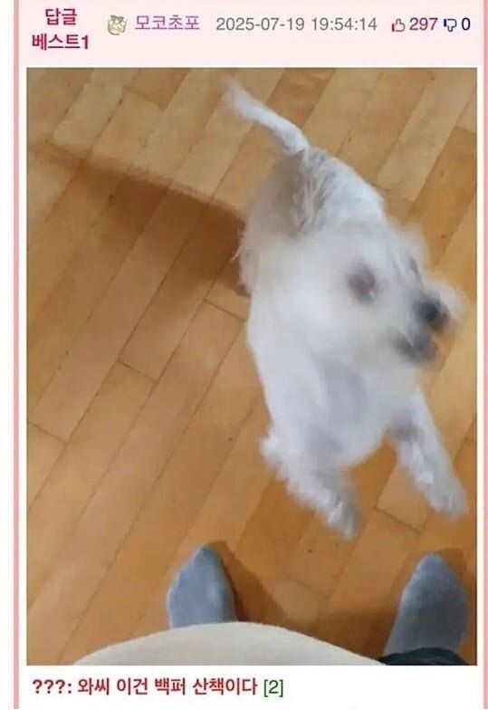 강아지한테 옷차림 확인받기_2.jpg