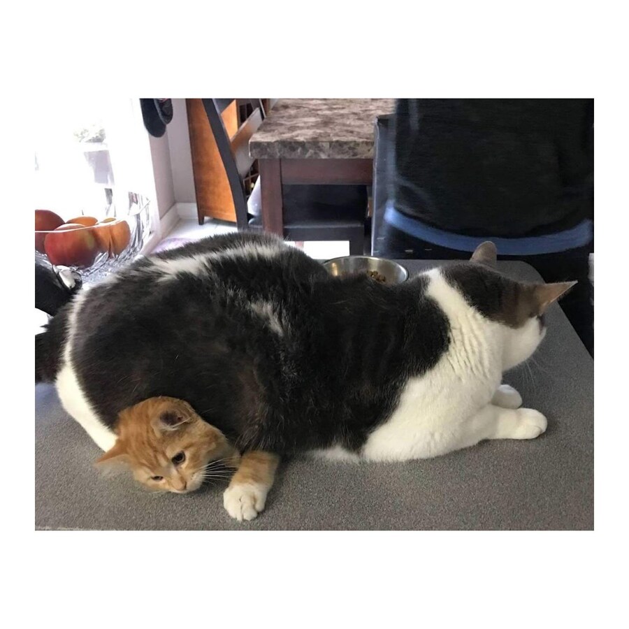 작은 고양이를 깔아뭉개는 큰 고양이_2.jpg