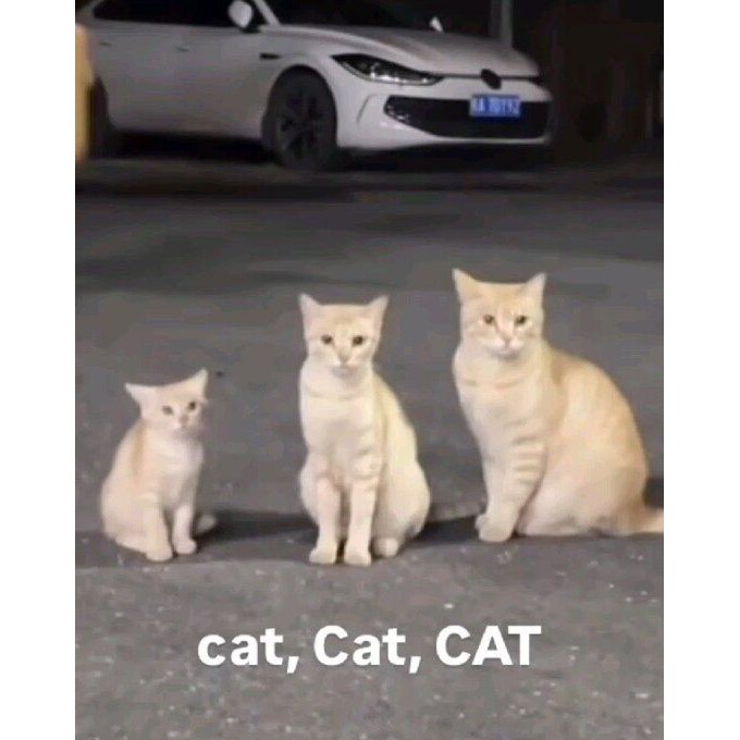 크기가 다른 고양이 3마리_2.png