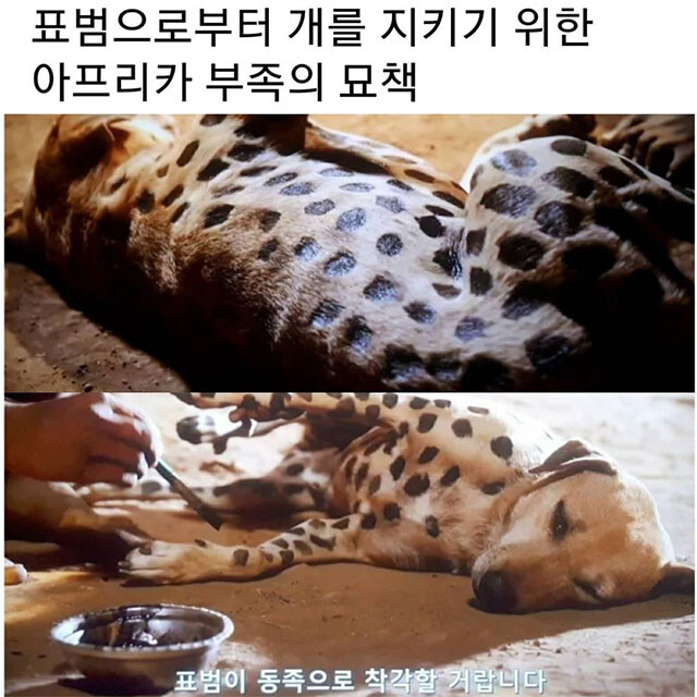표범에게서 개를 지키기 위한 아프리카 부족의 묘책.jpg_1.jpg