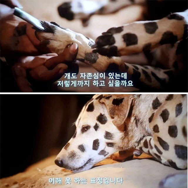 표범에게서 개를 지키기 위한 아프리카 부족의 묘책.jpg_2.jpg