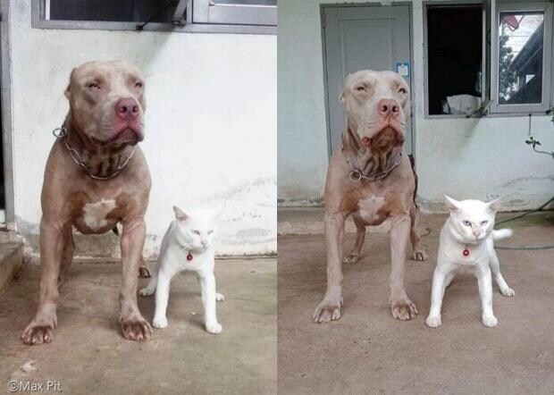 맹견과 함께 자란 고양이_1.jpg