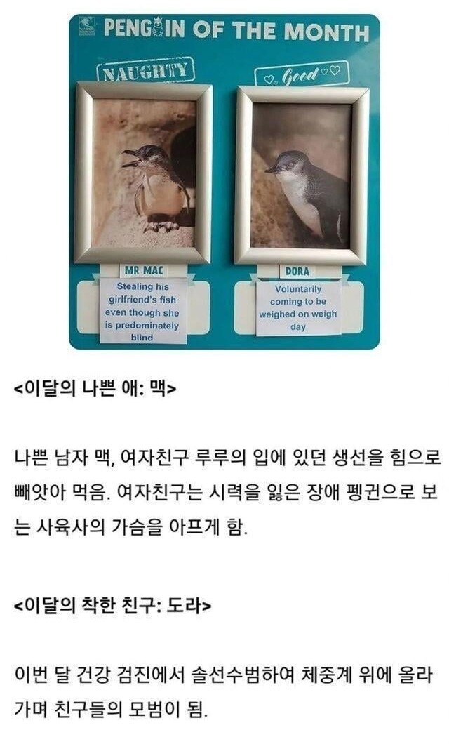 호주 수족관의 이달의 나쁜펭귄과 착한펭귄.jpg_1.jpg