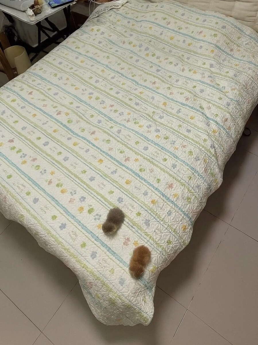 충격적인 아기 고양이의 크기.jpg_1.jpg