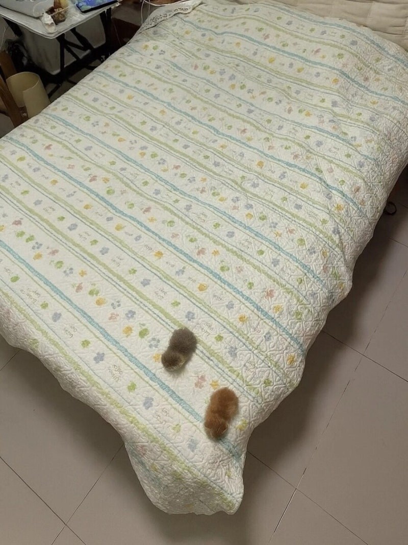 충격적이라는 아기 냥냥이 크기_1.jpg