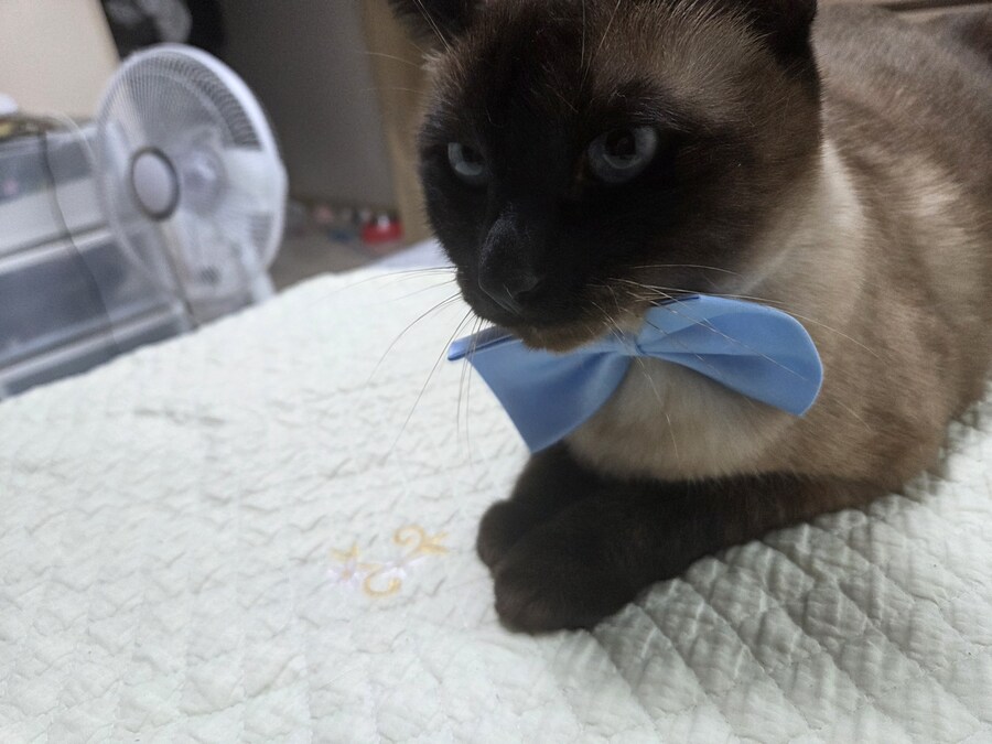 젠틀한 샴고양이~~_2.jpg