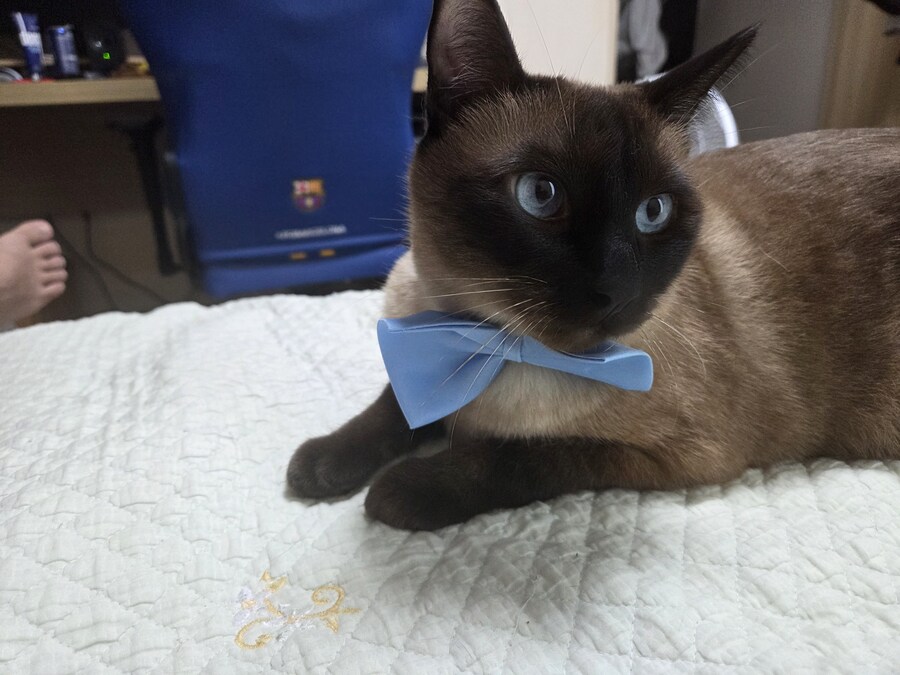 젠틀한 샴고양이~~_4.jpg