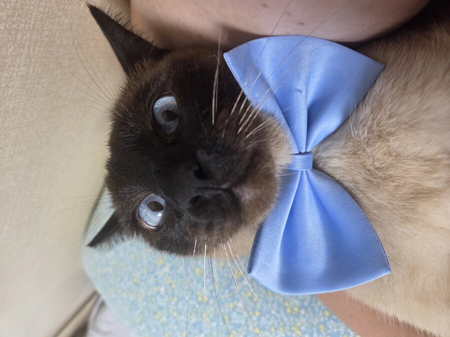 젠틀한 샴고양이~~_5.jpg