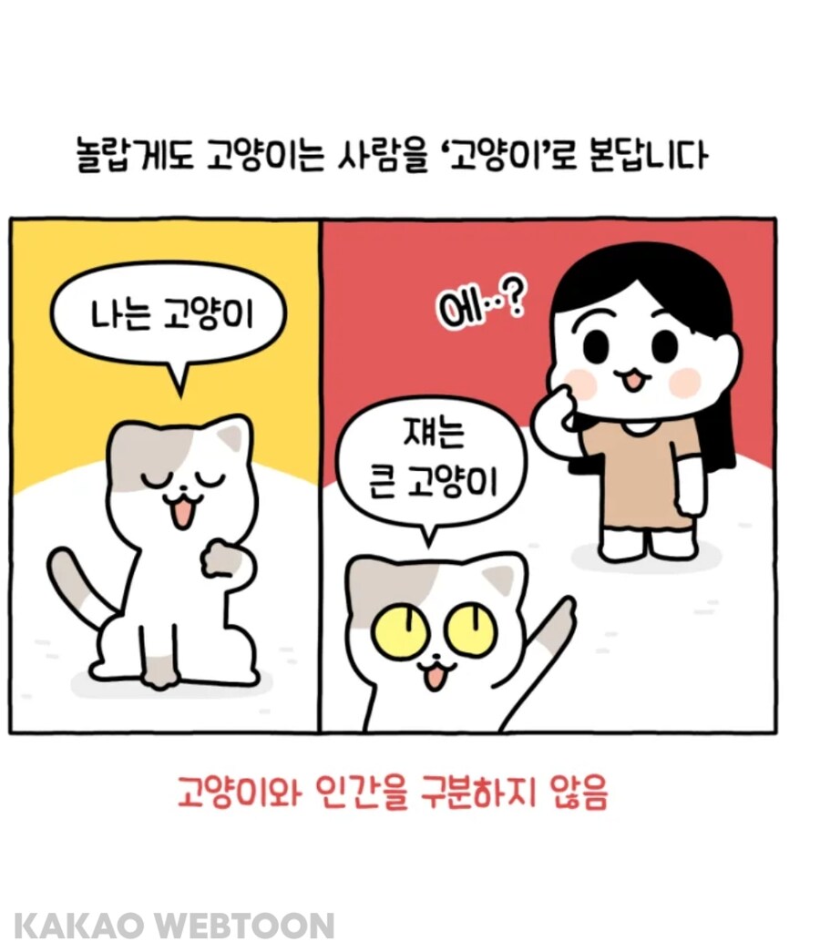 고양이는 사람을 큰 고양이로 인식한다고 한_1.jpg