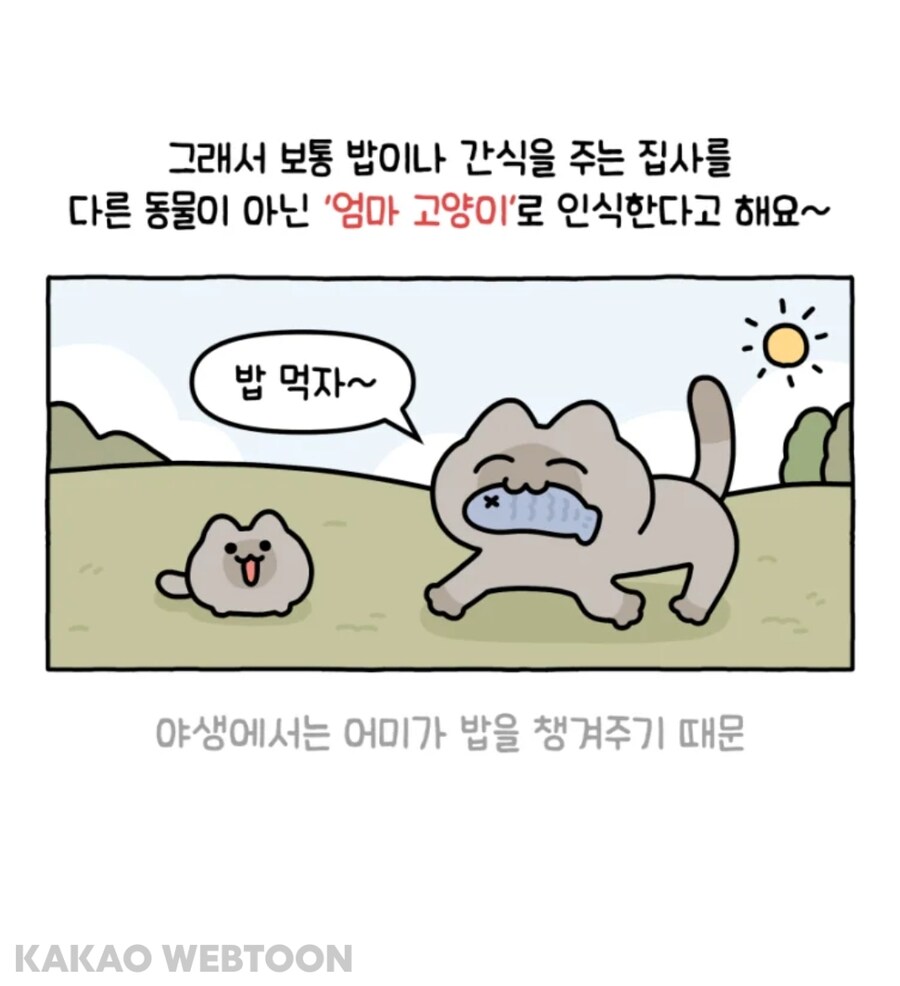 고양이는 사람을 큰 고양이로 인식한다고 한_2.jpg