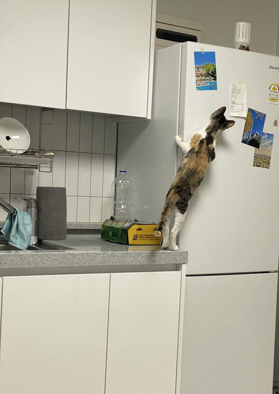 자기 병원비가 궁금했던 고양이_2.jpg