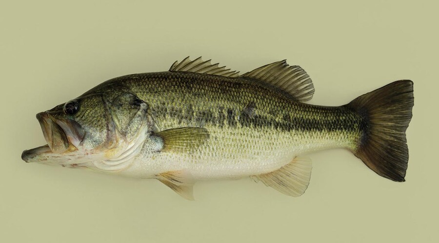 이것은 Bass다_1.jpg