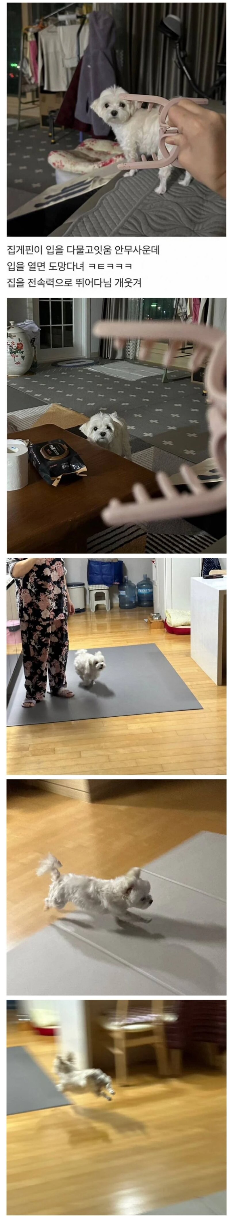 의외로 강아지들이 무서워하는거_1.jpg