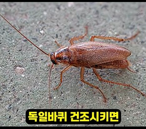헬스하는 사람들이 독일 바퀴 먹어야 하는 이유._1.png