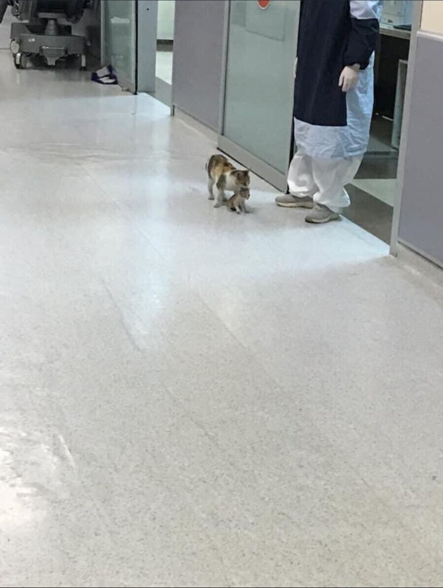 내 애기좀 살려달라냥_1.jpg