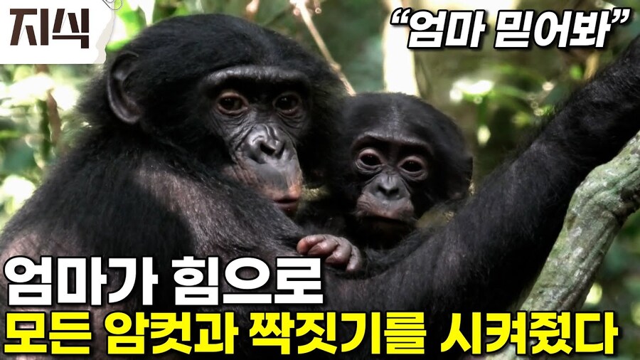 “엄마가 힘으로 모든 암컷과 짝짓기를 시켜줬다.”_1.jpg
