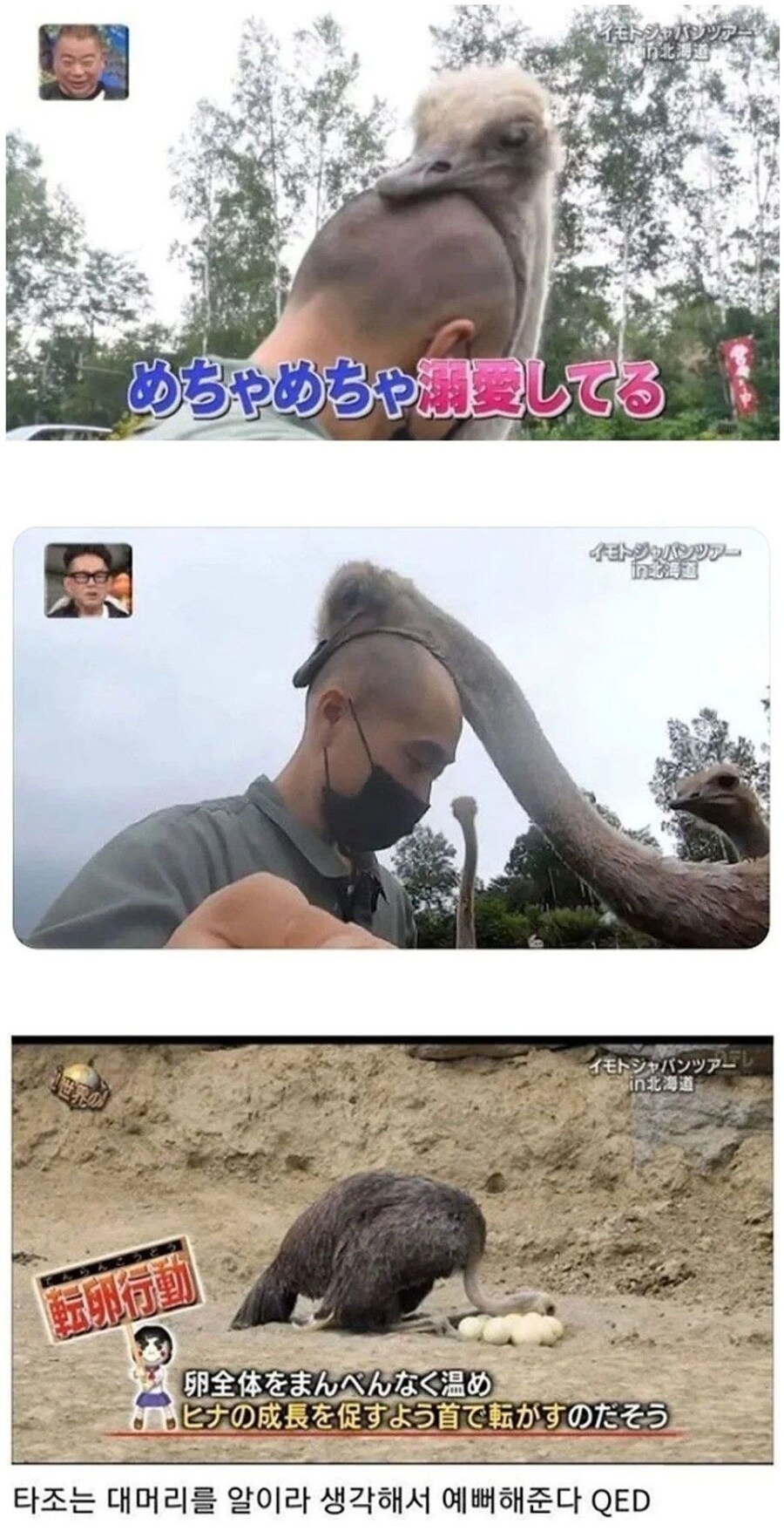 타조는 대머리를 보면_1.jpg