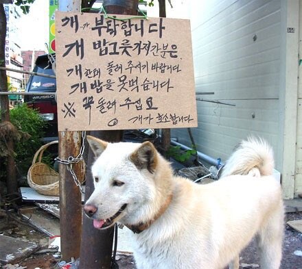 개 호소문_1.jpg