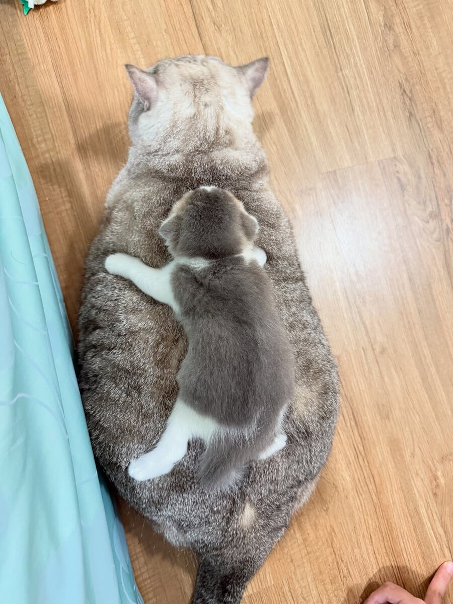 엄마냥이 위에 아깽이.._1.jpg