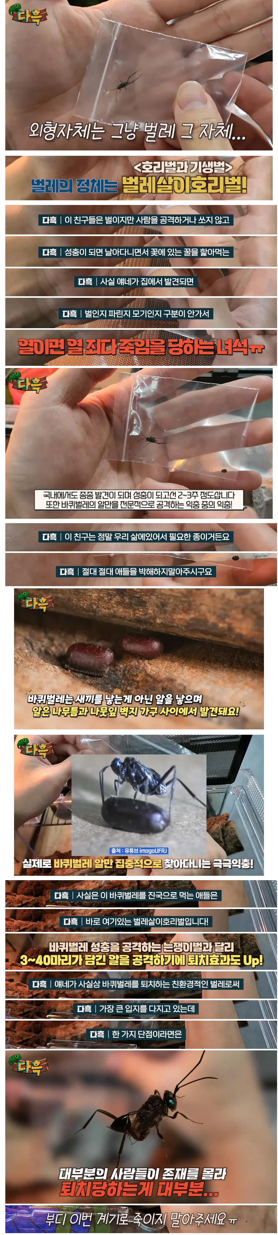 익충이지만 사람들이 잘 몰라서 퇴치당하는 벌레_1.webp