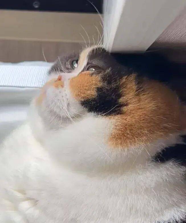 옆모습이 몹시 아름다운 고양이_1.jpg