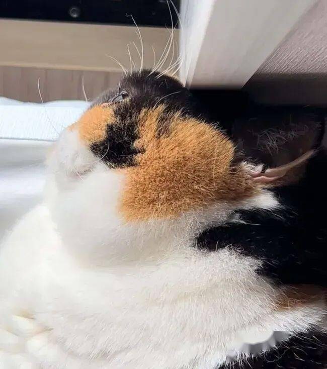 옆모습이 몹시 아름다운 고양이_3.jpg