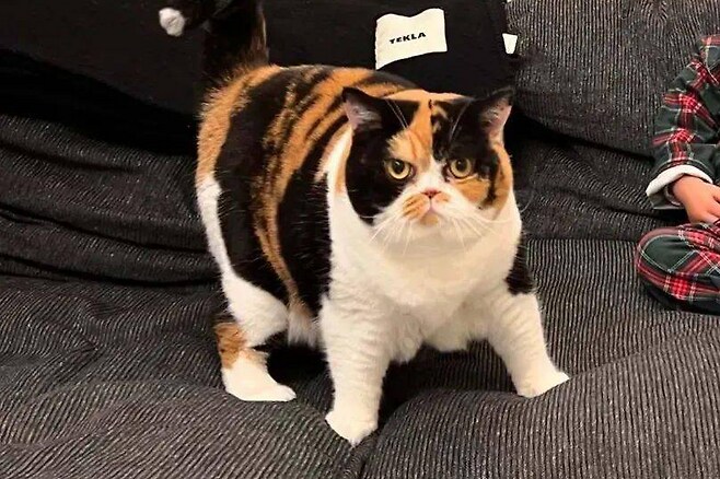 옆모습이 몹시 아름다운 고양이_4.png