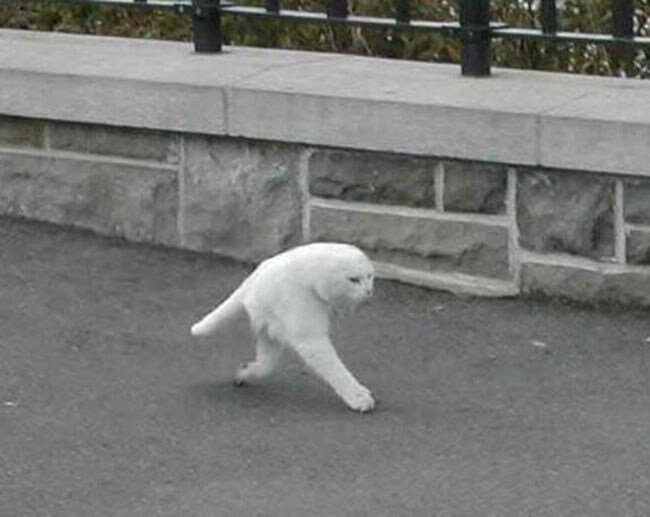 선천적으로 다리가 두개밖에 없는 고양이_1.jpg