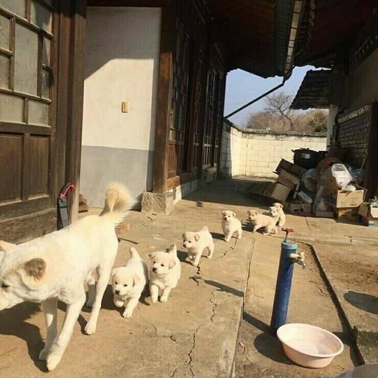 시고르자브종이 귀여운 이유_2.jpg