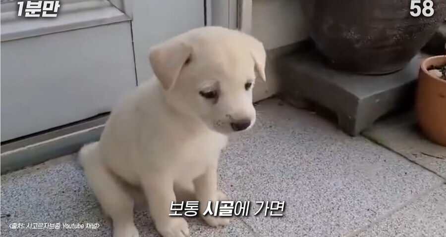 시고르자브종이 귀여운 이유_6.jpg