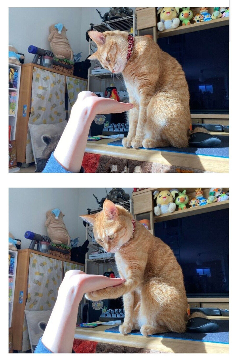 집사 훈련 잘 시킨 주인님_1.jpg