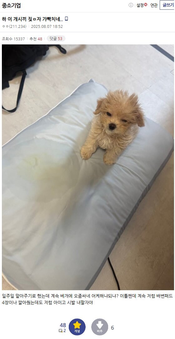 맡아주기로한 강아지 때문에 빡친다는 디시인_1.jpg