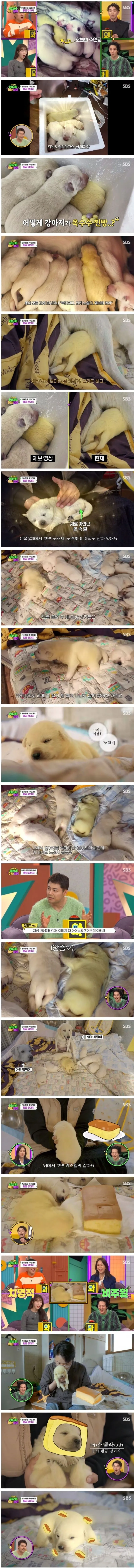 인절미들 사이에 있는 카스테라_1.webp