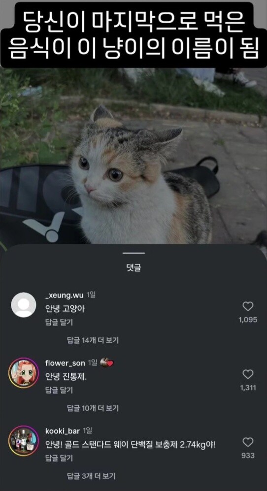 마지막으로 먹은 음식이 이 고양이의 이름이 됩니다.jpg_1.jpg