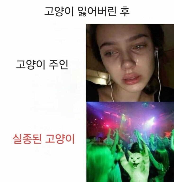 고양이 잃어버렸을떄_1.jpg