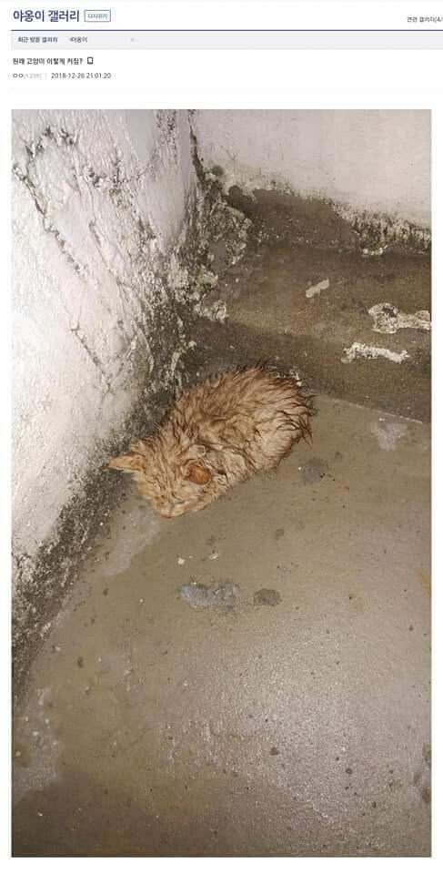 고양이 확대 혐의가 있는 디씨인.JPG_1.jpg