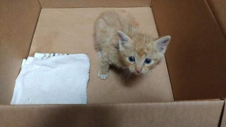 고양이 확대 혐의가 있는 디씨인.JPG_2.jpg