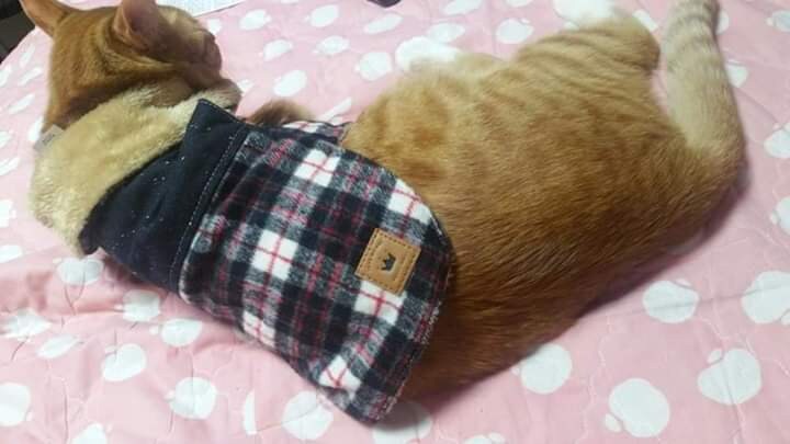 고양이 확대 혐의가 있는 디씨인.JPG_3.jpg