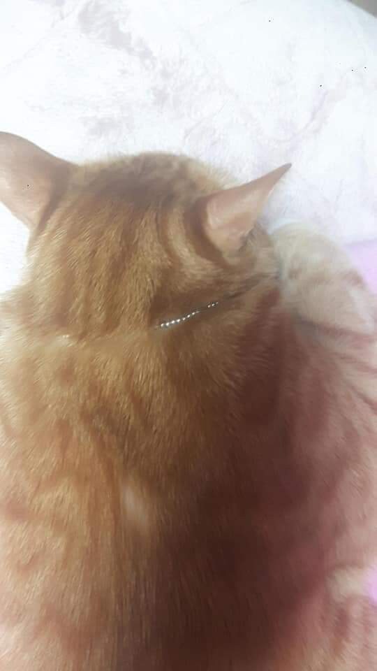 고양이 확대 혐의가 있는 디씨인.JPG_6.jpg