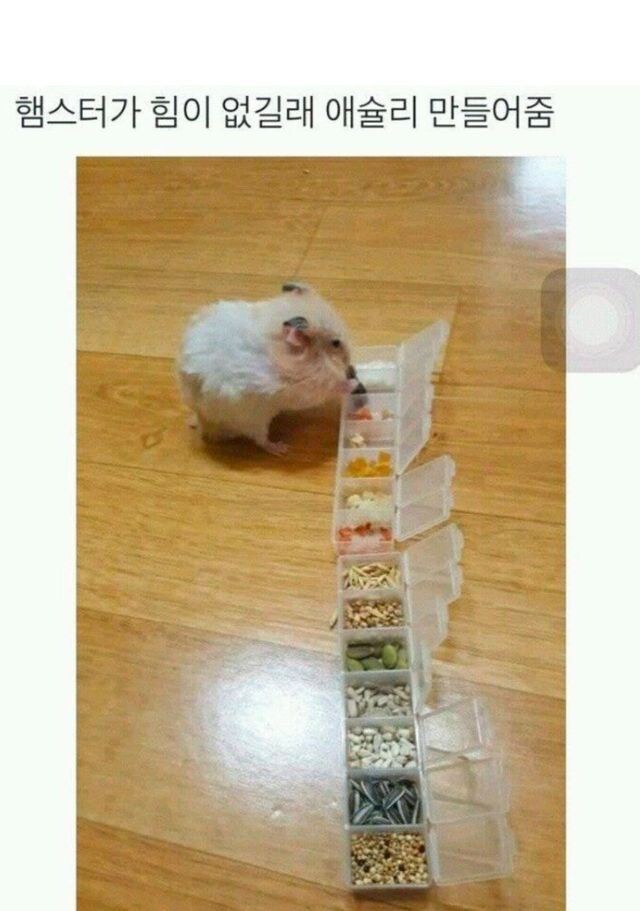 햄스터용 애슐리.jpg_1.jpg