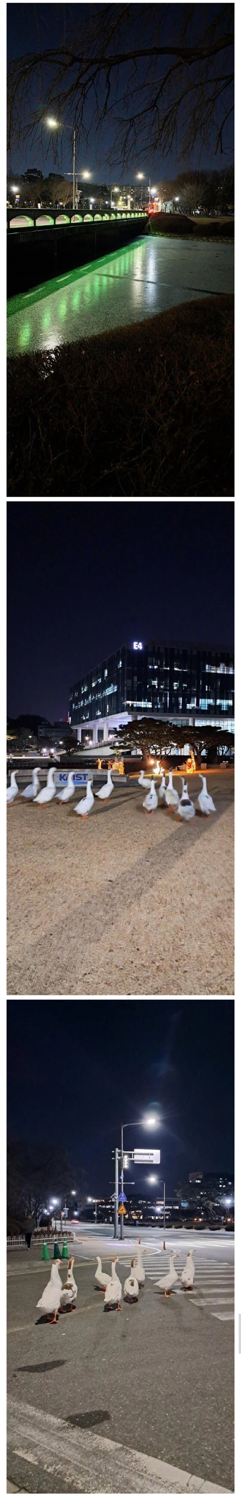 집 잃은 홈리스 마스코트들_1.jpg