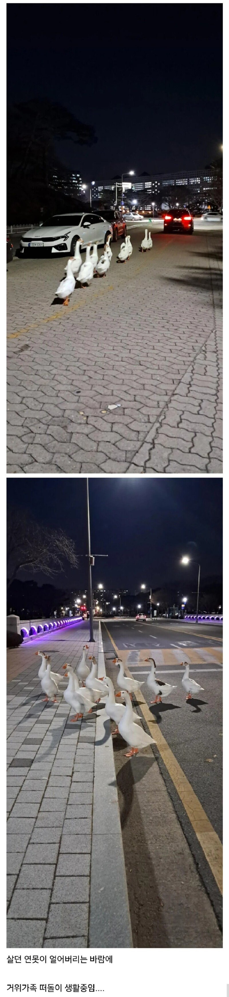 집 잃은 홈리스 마스코트들_2.jpg
