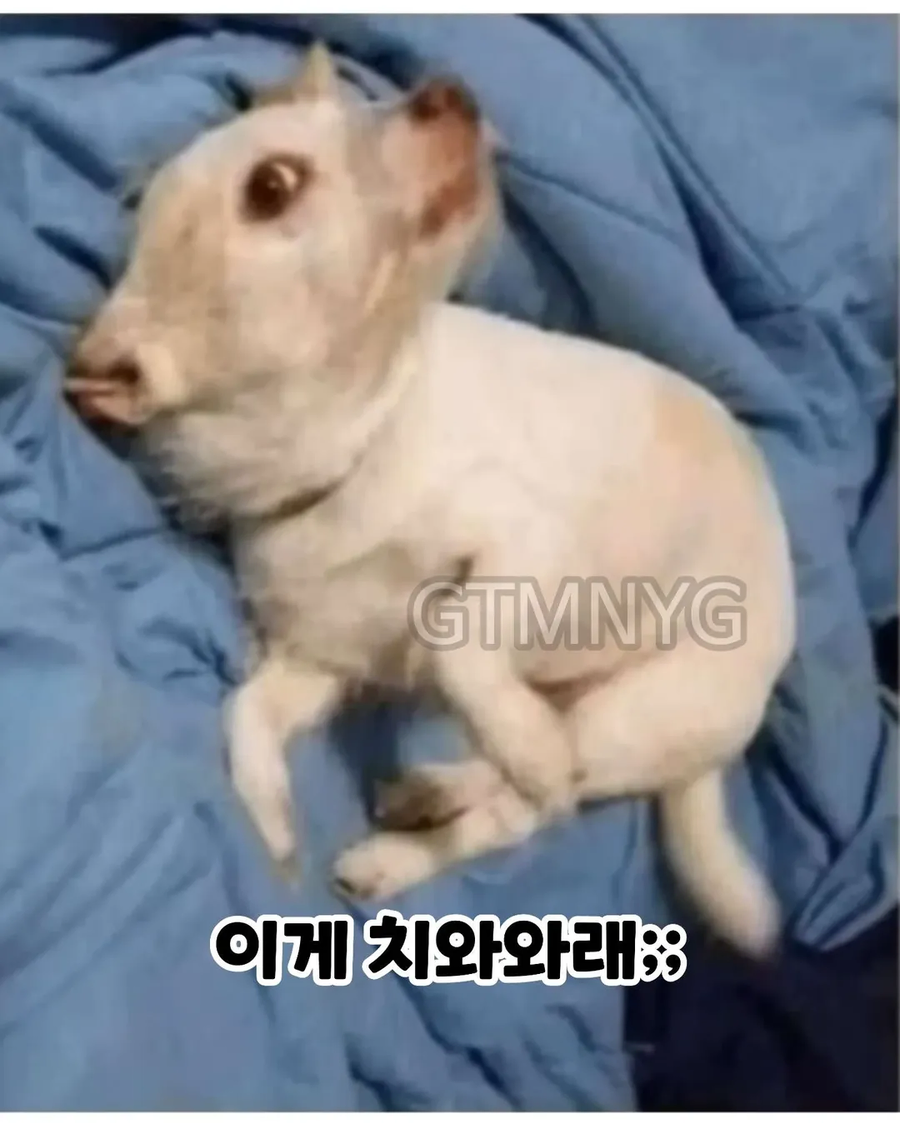 뇌의 착시_2.webp