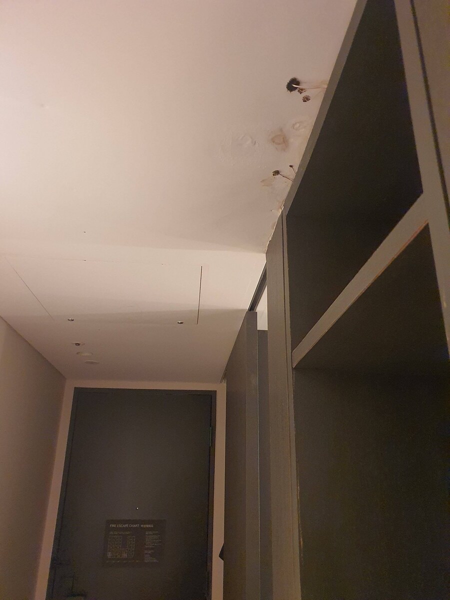 4성급 호텔 룸에서 버섯 자람_2.jpg