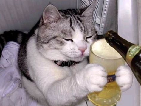 모닝 고양이_3.jpg