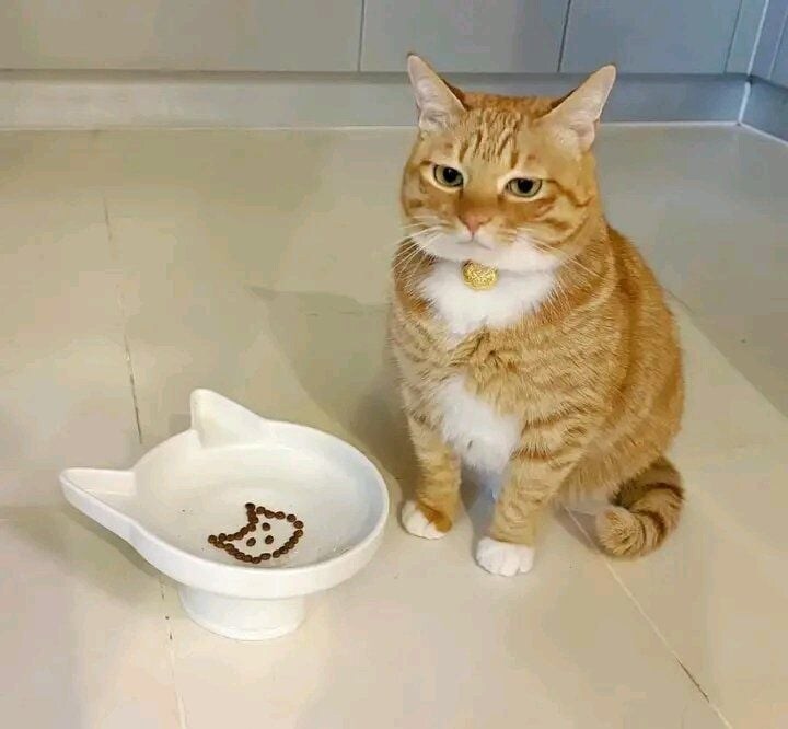 사료를 보고 만족한 고양이.jpg_1.jpg