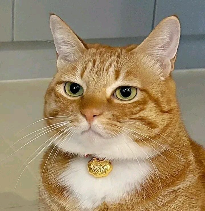 사료를 보고 만족한 고양이.jpg_2.jpg